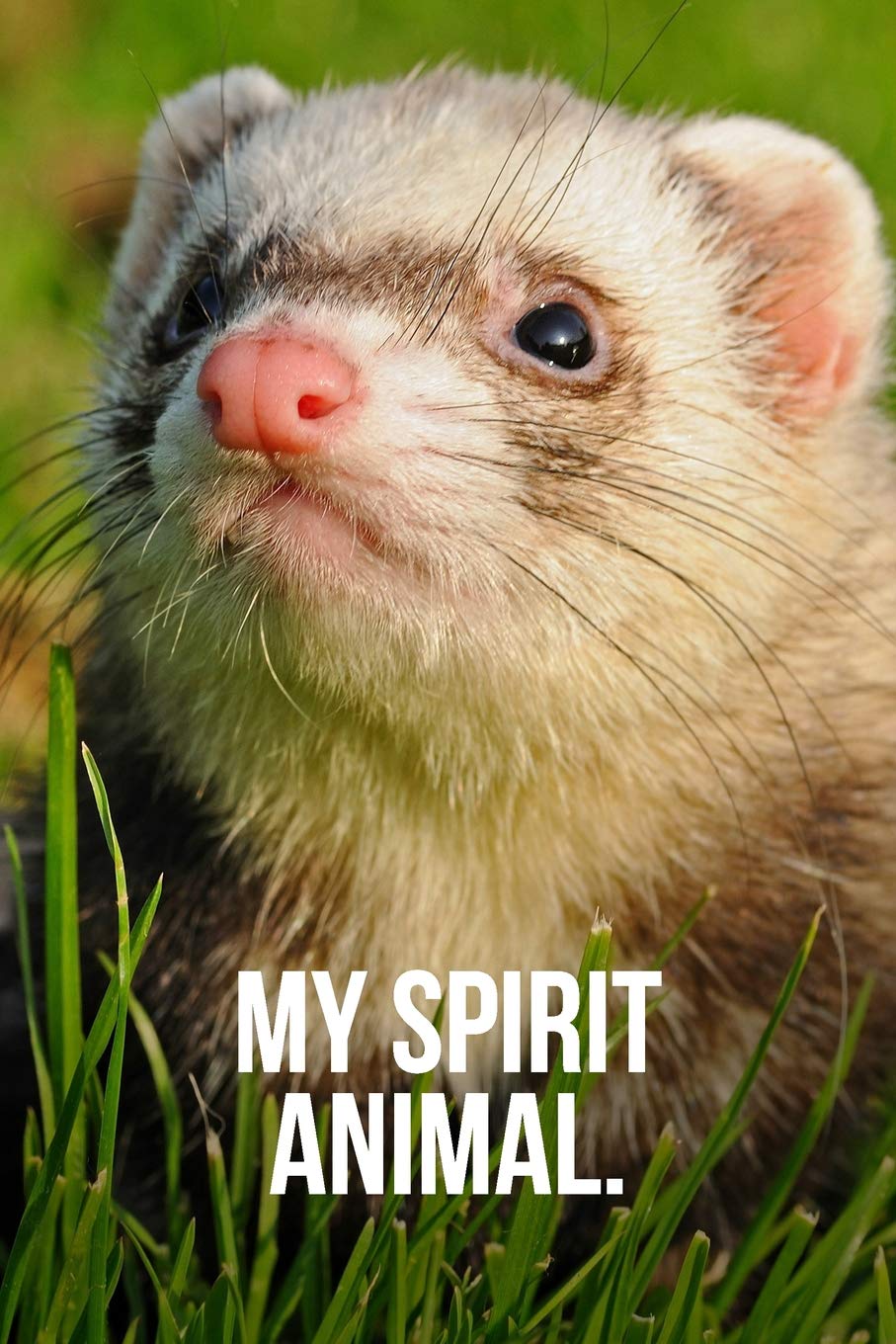 cutest ferret in the world
