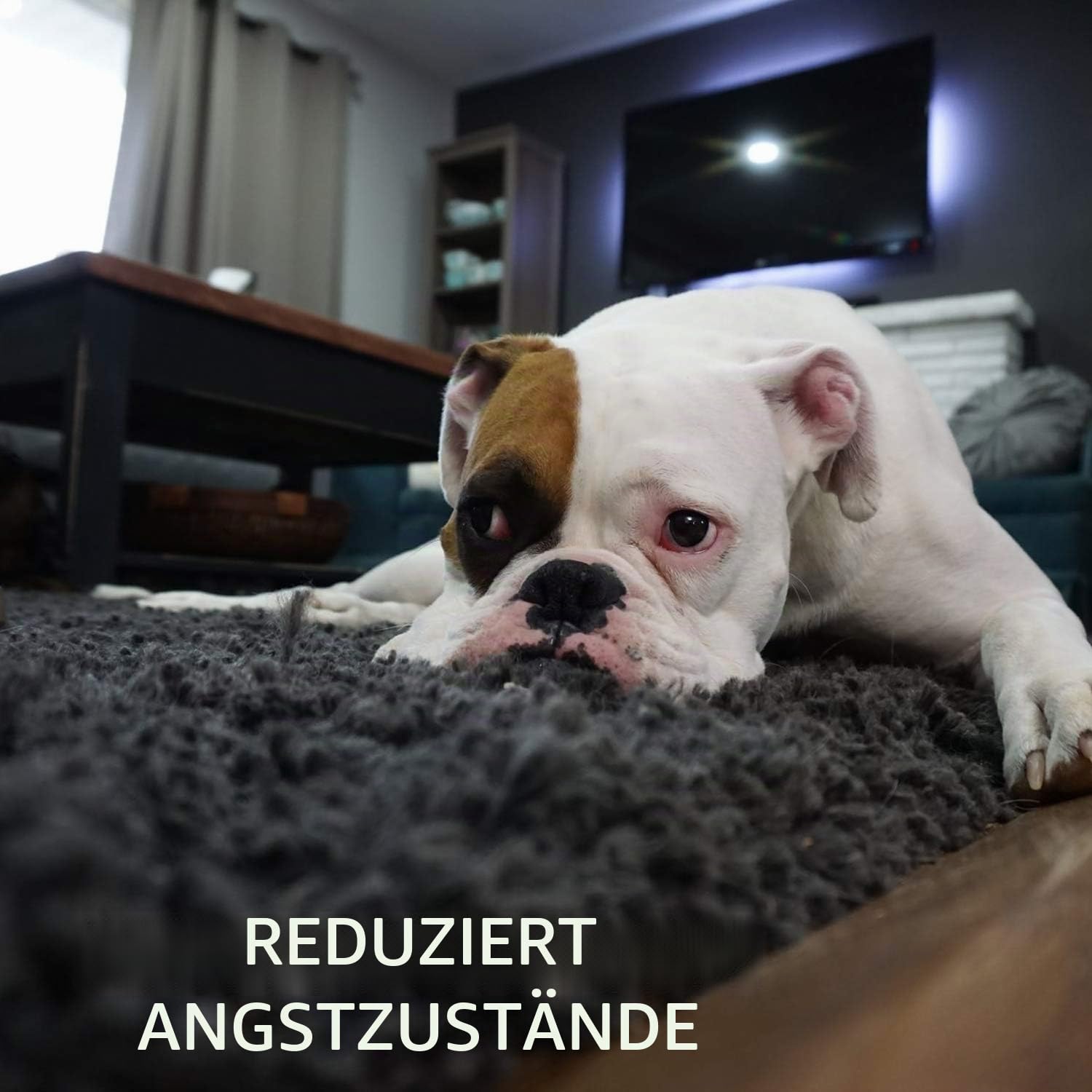 Toozey Hundespielzeug Kleine Hunde - 7 Stück Welpenspielzeug - Langlebiges Kauspielzeug und Quietschspielzeug Intelligenz - Naturbaumwolle und Ungiftig 7