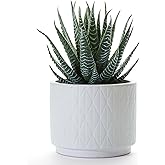 Artificial Succulent Plant in Matte White Ceramic Pot | 6.5" high Dark Green Aloe Plant | Great as desk decor or bathroom decor | beautiful realistic faux succulent with no maintenance