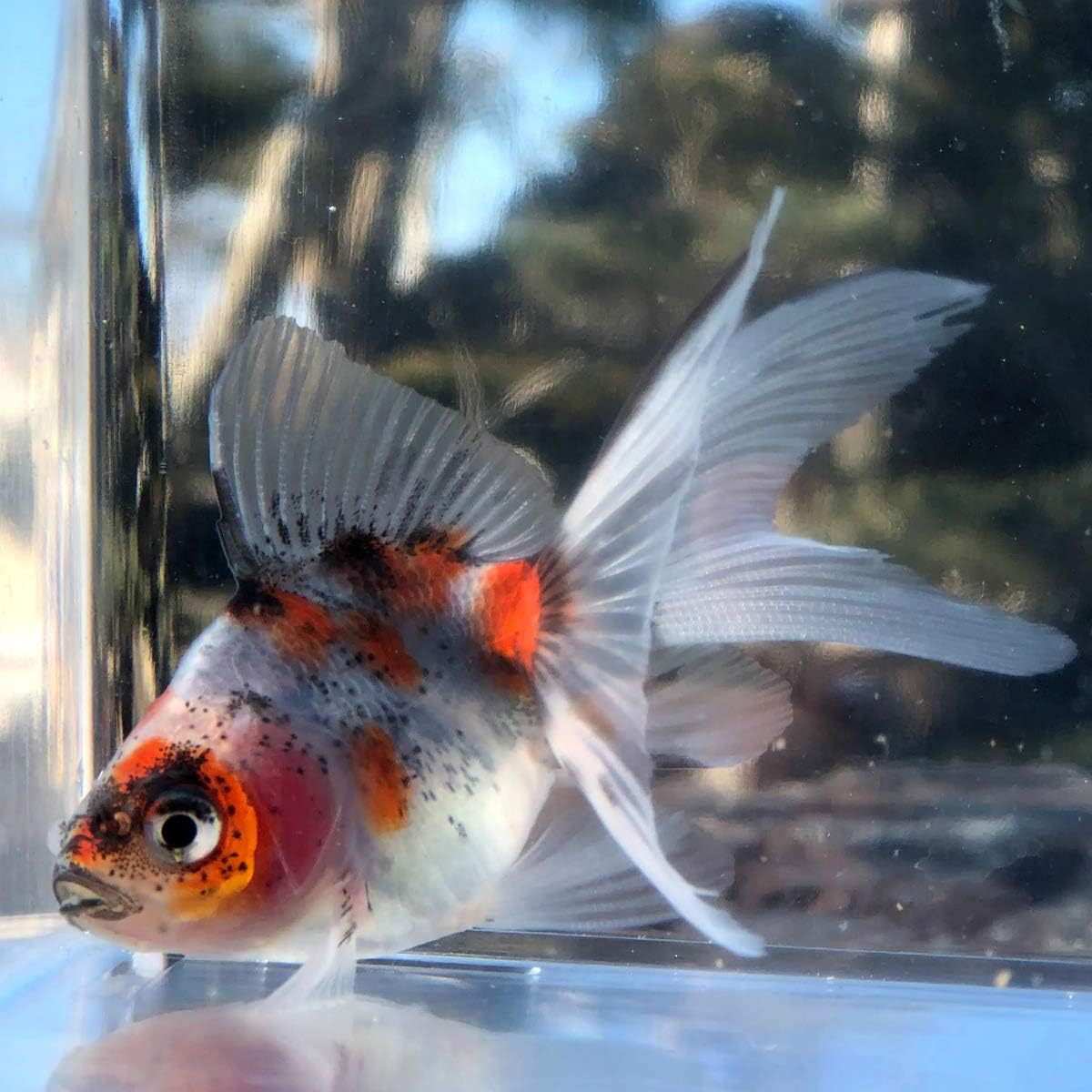 Amazon 金魚 国産 キャリコ琉金 江戸川産 1匹 生体 川村淡水魚販売 観賞魚 水中生物 通販