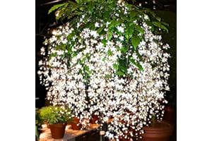 AKTRD Clerodendrum Plant Live, Houseplant Well Rooted, Fragrant Light Bulb Chain of Glory Flowers Vine, 5 to 9 Inch Tall, No Pot (Clerodendrum Wallichii Smithianum)