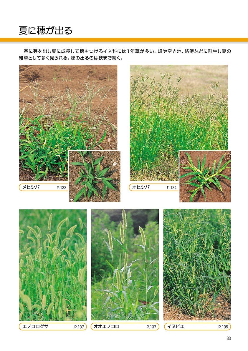 新訂 校庭の雑草 野外観察ハンドブック 岩瀬 徹 川名 興 飯島 和子 本 通販 Amazon