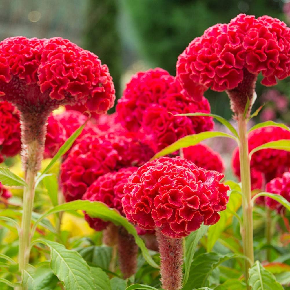 целозия гребенчатая. целозия выращивание. целозия серебристая гребенчатая. целозия метельчатая гребенчатая. целозия выращивание.