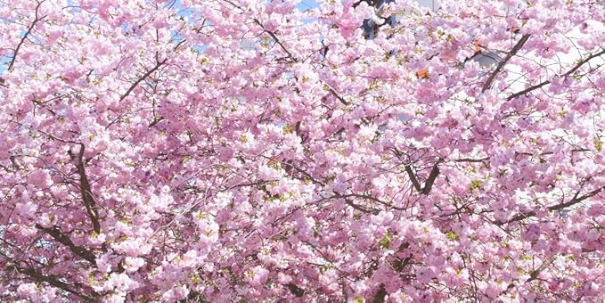 Amazon Co Jp 絵画風 壁紙ポスター はがせるシール式 窓の景色 満開のさくら 桜の景色 八重桜 サクラ 開花 お花見 パノラマ キャラクロ Fskr 013s1 1152mm 576mm 建築用壁紙 耐候性塗料 ホビー 通販