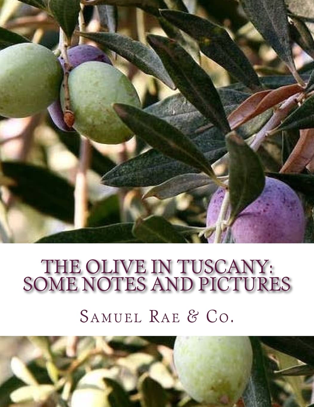 The Olive In Tuscany: Some Notes and Pictures
