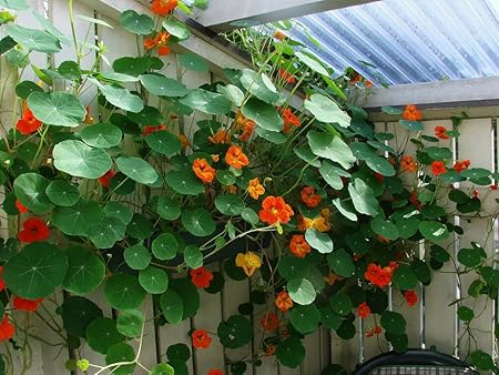 Creative Farmer Flower Seeds : Nasturtium Jewel Mixture Flower Seeds Home Gardeners Pack Garden [Home Garden Seeds Eco Pack] Plant Seeds