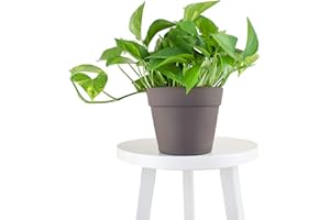 Leaf & Linen Favorites Collection The Devil's Ivy Golden Pothos, Heart-Shaped Leaves Fast Vining Indoor/Outdoor Houseplant, Stone