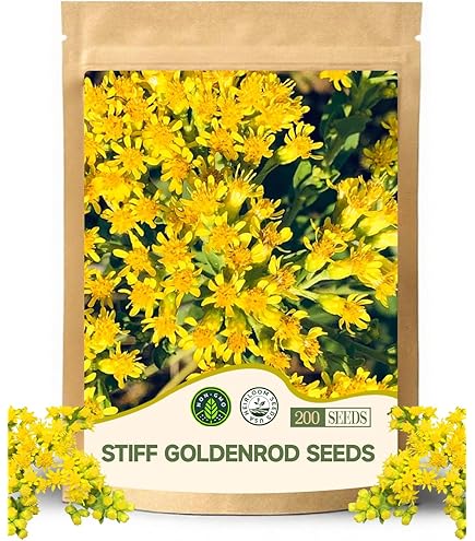 Amazon.com : Old Field Goldenrod Seeds for Planting (50 Seeds) - Solidago  nemoralis : Patio, Lawn & Garden
