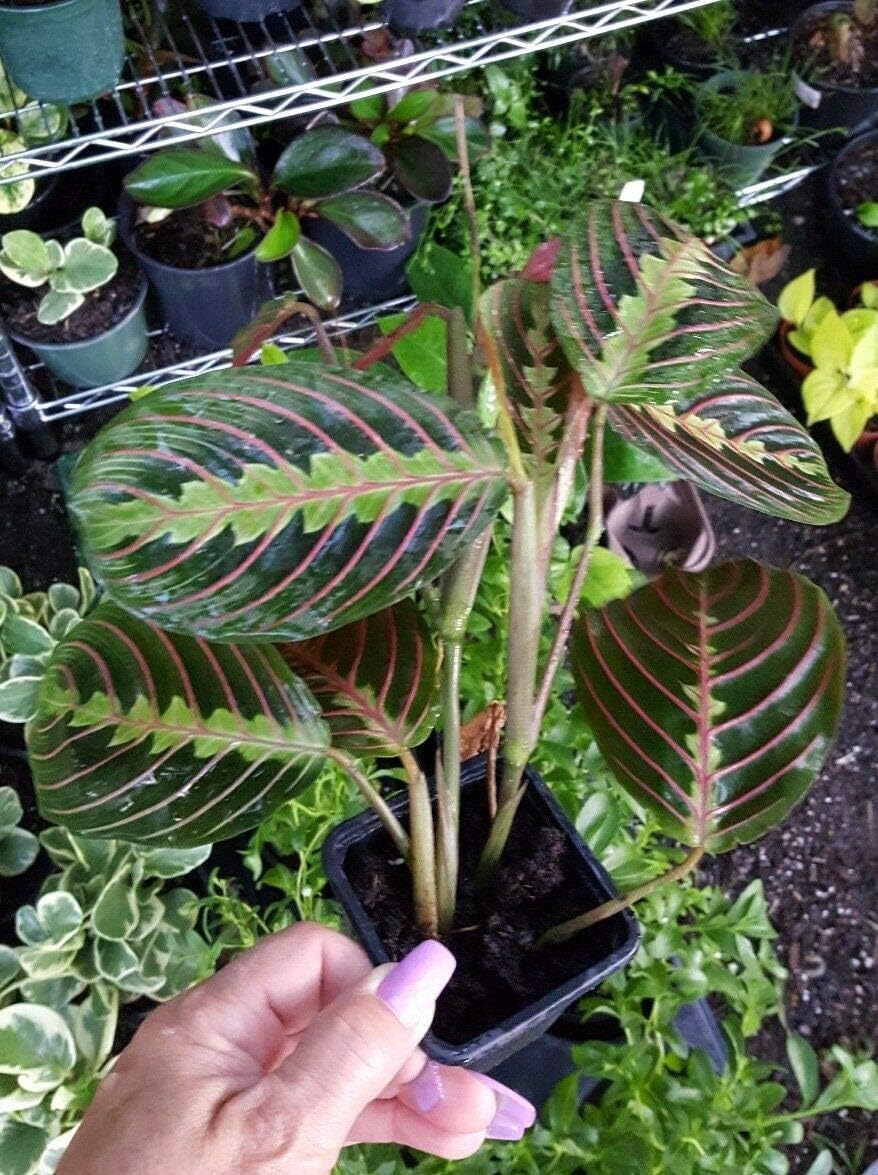 GETSO 10Pcs/Bag Maranta Bonsai Red Prayer Zebra Prayer Plant Eazy To Grow Maranta Plant Hosta Balkon
