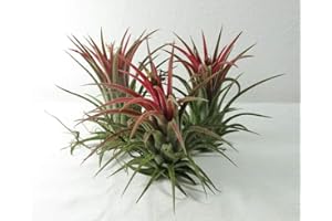 3 X Large Tillandsia ionantha 6 x 6 cm Home Air Plants, Terrariums Decoration:Package Contatins Seeds