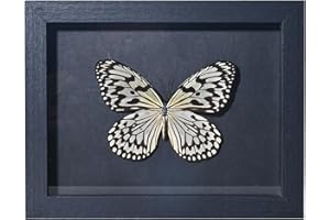 VIVOPTERA Real Butterfly Framed Taxidermy, 7X9 Inch Butter fly Specimen For Science Class, Home Decor Wall Art, Ideal gift for daughter wife and female friend (White-Spotted Butterfly)