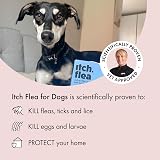 Itch Medium Dog Flea & Tick Spot-On Treatment 6 Pipettes 10-20kg view 2
