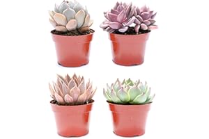 Live Echeveria Succulent Plants (4 Pack) – Assorted 4-Inch – Fully Rooted Echeveria Succulents – Live Rosette Succulent Set