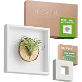 arscent Faux Air Plant 3D Bathroom Wall Art with Scented Stone Diffuser | Scented Stone Diffuser, Faux Tillandsia Plant, 3D Botanical Design, Wall-Mounted Decor, Small-Space Friendly