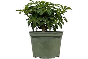 BONSAI OUTLET Hawaiian Umbrella Bonsai Tree, Pre-Bonsai Arboricola Schefflera Plant in a Six Inch Pot, Small Shiny Leaves