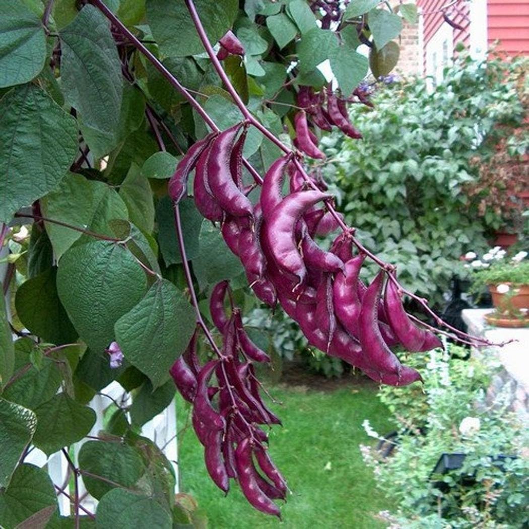 HOTUEEN 10 Pcs Hyacinth Bean Vine Seed Garden Outdoor Blooming Plants Flowers