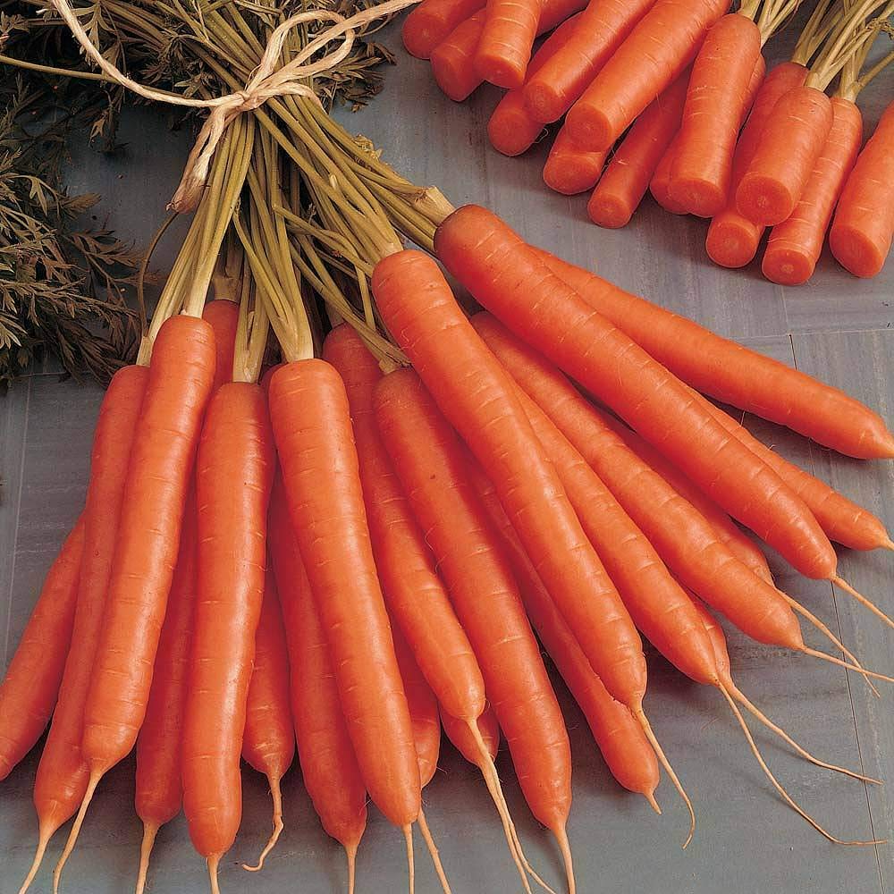 Carrot 'Amsterdam Forcing' Seeds Daucus carota Hardy Annual Vegetable Garden Plants Easy to Grow 'Amsterdam Forcing' 1 Packet of 1500 Seeds by Thompson and Morgan