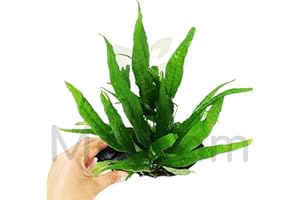 Java Fern Planted on Driftwood Microsorum Pteropus Freshwater Easy Low Light Live Aquarium Plant Decorations 3 Days Guarantee by Mainam