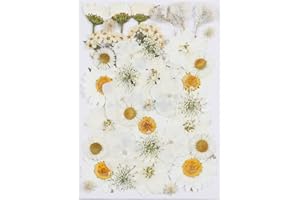 40Pcs White Dried Pressed Flowers for Crafts,Xinxinran Dry Flowers Kit for Resin Molds,Epoxy Resin Accessories,Bookmark,Nails, Jewelry Molds,Candle Making Supplies,Soap,Frame,Cakes
