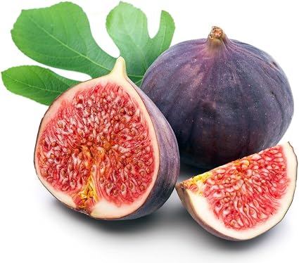 10+ Chicago Fig Tree For Sale Pics