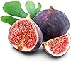 Chicago Edible Fig Plant - Ficus - Hardy - 2.5" Pot