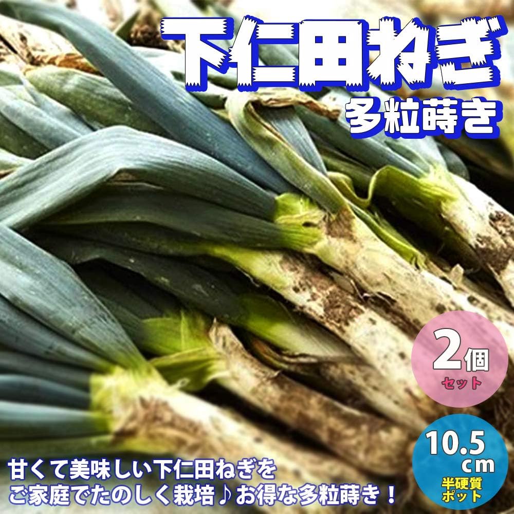 Amazon とろ り甘い 下仁田ねぎの苗2個セット しもにたネギ ねぎ多粒蒔き苗 野菜苗 10 5cm半硬質ポット実生苗 2個セット ポット苗なので年中植付け可能 深めのプランターでも楽しめます 長ネギは葉鞘部を土の中で白く育てる ため 主に畑での露地栽培が適してい
