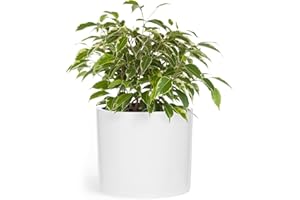 Fox & Fern 10 Inch Plant Pot with Drainage - Premium Lightweight Fiberstone Glossy White Plant Pot; 10 Inch Pots for Plants; Indoor Plant Pot & Outdoor Planter; Modern White Planter w Rough Interior