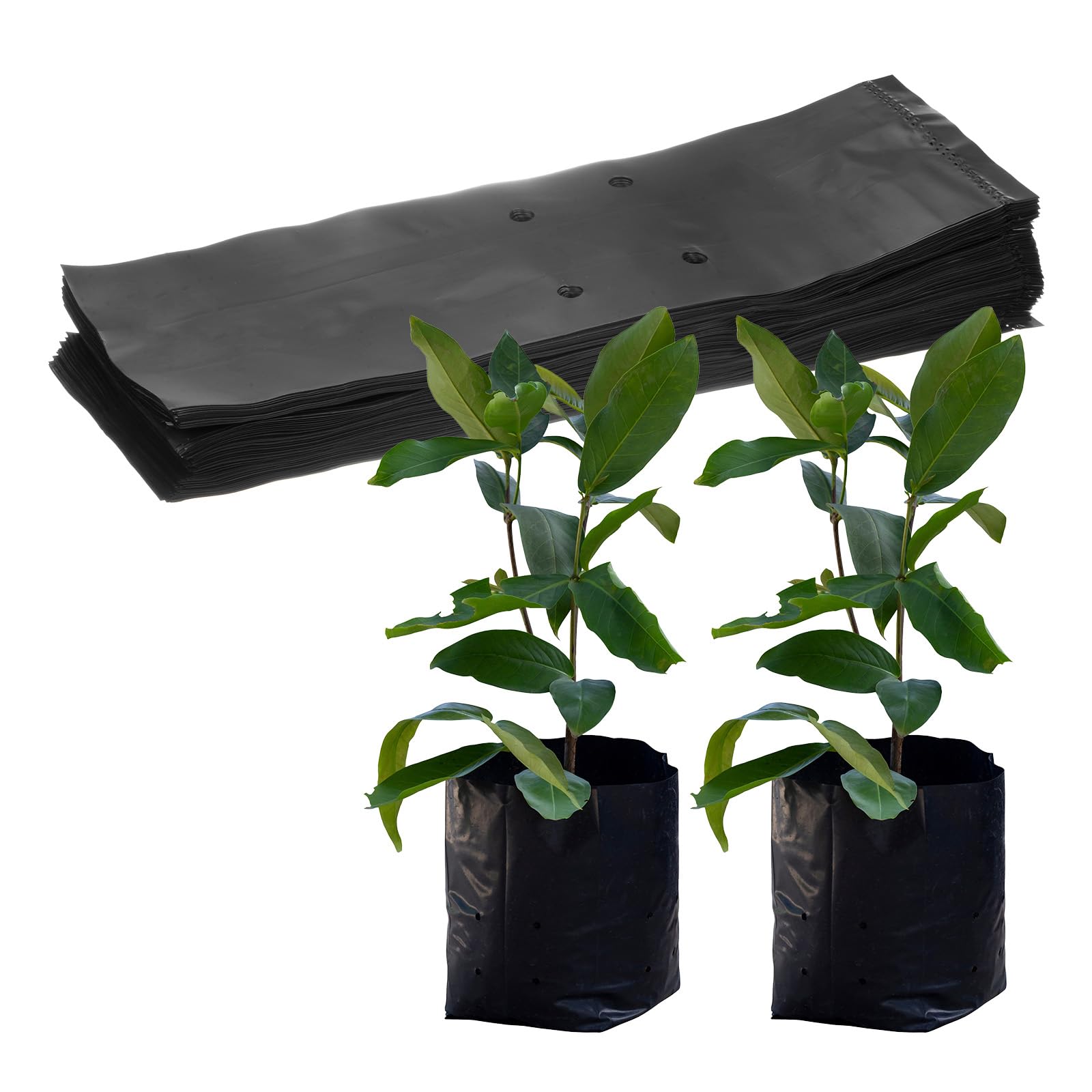 M METERXITY 50-Pack Nursery Growing Bags, 6.7" x 11.8" Thicken Plastic Nursery Bags, Gardening Seed Plant Bags for Potato/Flower/Tomato/Plant Starts/Home Gardening Supplies [Black]