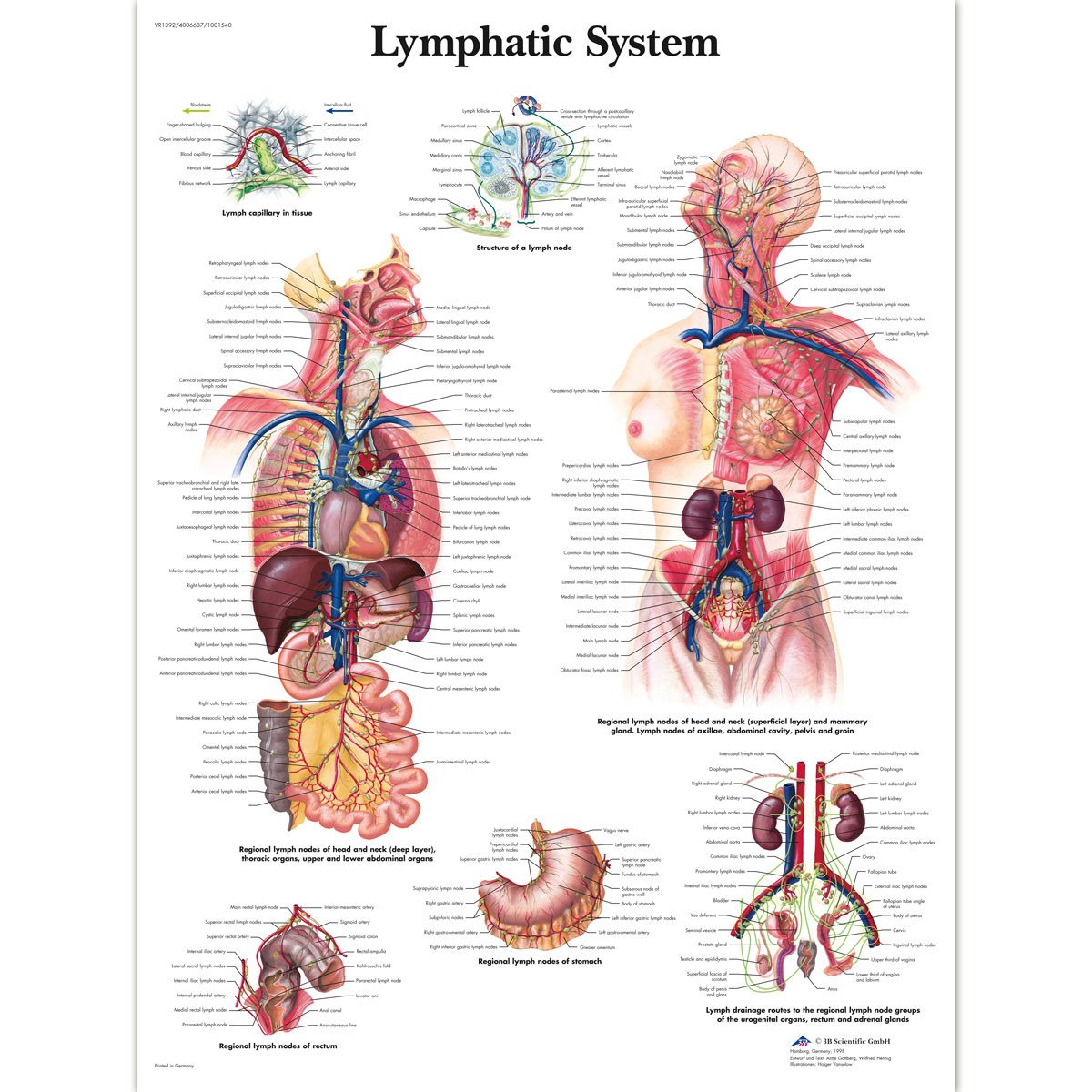3B Scientific 1001540 Human Anatomy - Lymphatic System Chart, Laminated Version