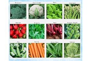 APEXMODE Premium Winter Vegetable Seeds for Planting Organic Non-GMO Heirloom Seeds 12 Varieties: Radish, Pea, Broccoli, Beet, Carrot, Cauliflower, Green Bean, Kale, Arugula, Cabbage, Asparagus, Brussel Sprout