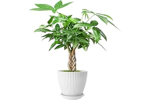 FLESHY FLORA Live Plants Money Tree in 4" White Plastic Pot, Easy to Grow Houseplant, Indoor Bonsai, Home Office Decor, Birthday Housewarming Gift