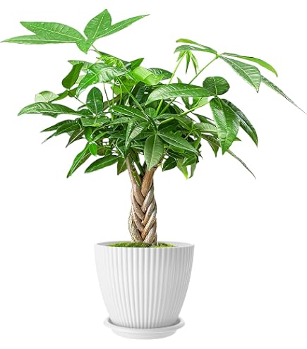 lemon cypress plant care indoors Cypress Lemon main image 0