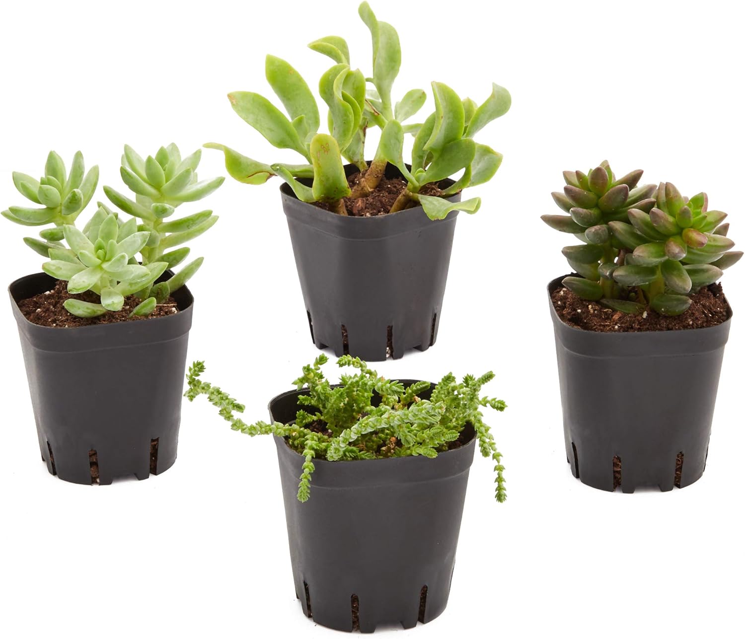 Square Nursery Plastic Flower Pots for Plants, Seedlings (2.6 in, 150 Pack): Garden & Outdoor