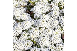 Outsidepride 5000 Seeds Perennial Sweet Alyssum White Wild Flowers