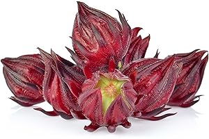 50 Roselle Seeds, Jamaican Sorrel Seeds, Florida Cranberry Seeds, Indian Roselle Seeds, Red Sorrel - 50 Seeds (Hibiscus sabdariffa/Sabdariffa rubra) - Pack of 50 Rare and Viable Seeds - QO Seeds