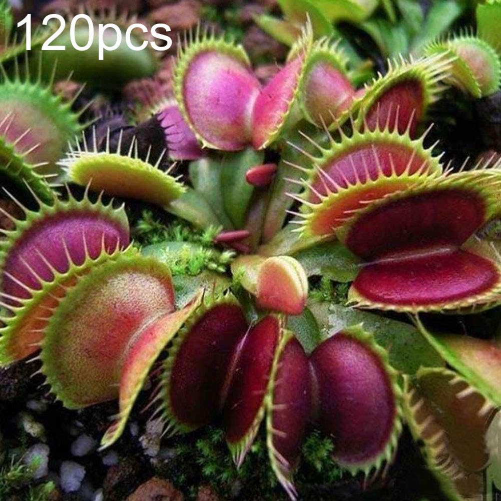 everd1487HH 60/120Pcs Dionaea Muscipula Seeds Venus Flytrap Carnivorous Plant Garden Balcony Outdoor Bonsai Perfume Flower Perennial Plant- 120pcs Dionaea Muscipula Seeds