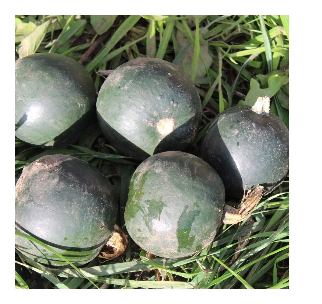 PREMIER SEEDS DIRECT - Squash - Little GEM (Trailing) - 12 Seeds