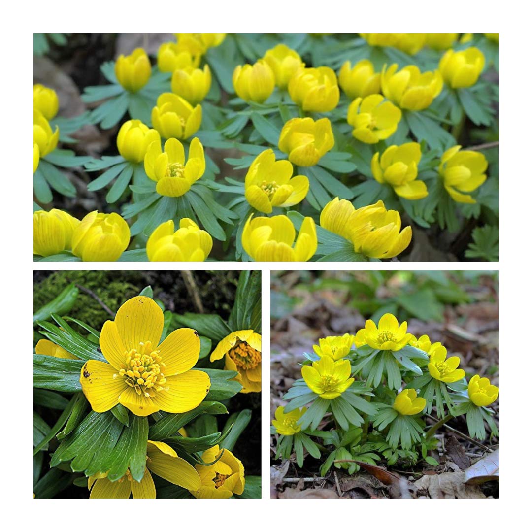 Aconites - Eranthis Hyemalis x 30 Flower Bulbs Size 4/5. Bright Yellow Buttercup Like Flowers. Easy to Grow