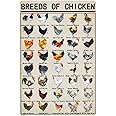 Breeds Of Chicken Vintage Metal Tin Signs World Education Science Classroom Chart Retro Wall Decor Wall Art Funny Posters Gifts 8x12 Inch