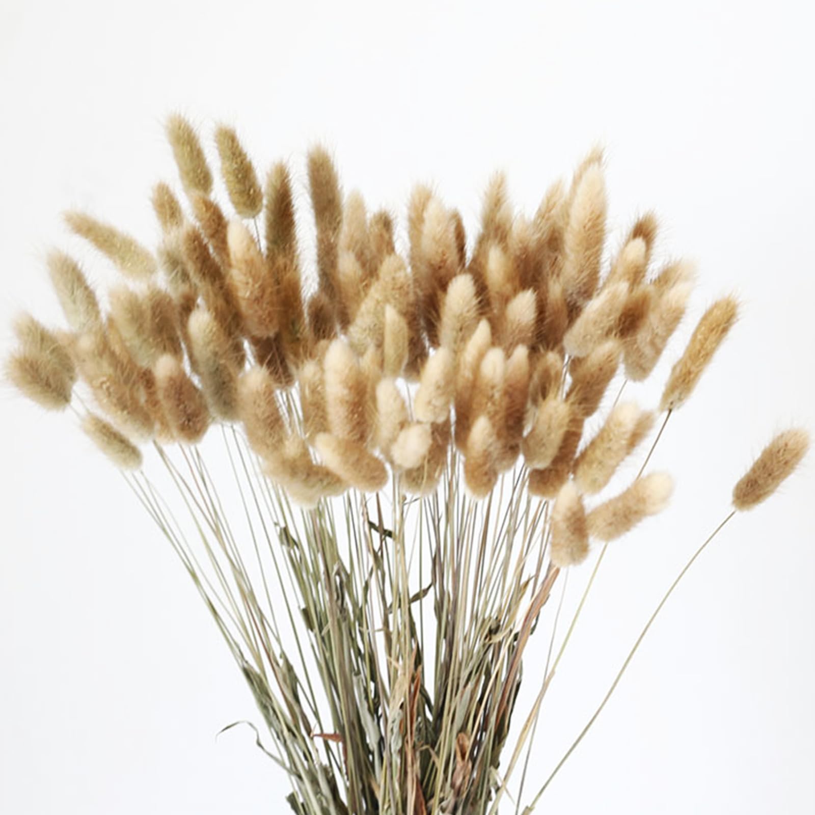 Fychuo Bunny Tails Pampas Grass Home Decor Dried Grasses for Vases Cake, 50pcs Rabbit Tails Bouquet Small Dried Flowers Table Decoration Room Natural