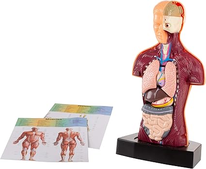 anatomy toys