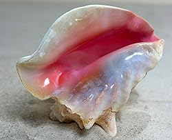Shell King Queen Conch Shell 6"-8" - Bahamas