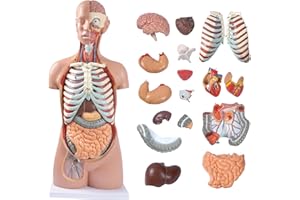 breesky Medical Torso Human Body Model Anatomy Doll 17 Removable Parts Life Size Sexless Anatomical Torso Model Education Organs Model for Teaching Study Class Students