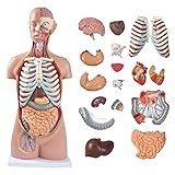 breesky Medical Torso Human Body Model Anatomy Doll