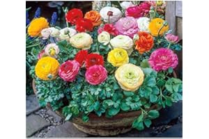 DAYLILY NURSERY Persian Buttercup Bulbs-Ranunculus Tecolote Mixture (15)
