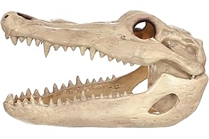 Crazy Bonez Alligator Skull Halloween Skeleton Decoration