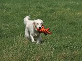 Petface Seriously Strong Nobbly Crocodile Dog Toy view 2