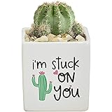 Amazon Com Costa Farms Live Indoor Plants Cactus Decor 7 To 10 Inches Tall Grower Pot 3 Pack Assortment Fresh From Our Farm Garden Outdoor