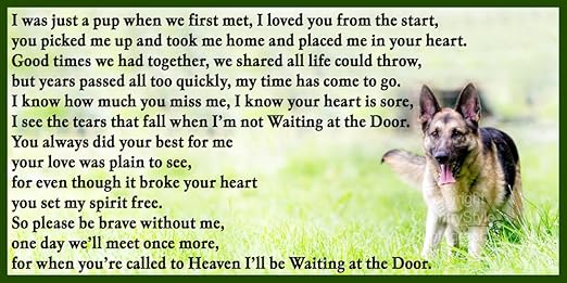 De pastor alemán de perro de raza alsaciana duelo mascotas con ...