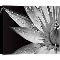 SIGNWIN Canvas Wall Art Pygmy Water Lily with Raindrop Floral Flower Photography Modern Art Romantics Closeup Dramatic Black and White for Living Room, Bedroom, Office - 12x18 inches